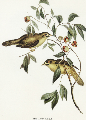 Blackout roller blind Birds on a tree