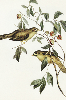Blackout roller blind Birds on a tree