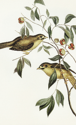Blackout roller blind Birds on a tree