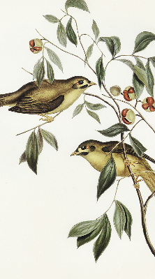 Blackout roller blind Birds on a tree