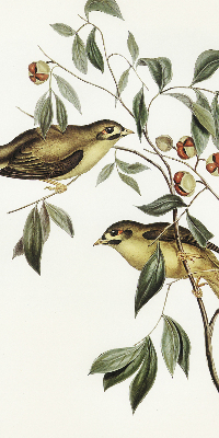 Blackout roller blind Birds on a tree