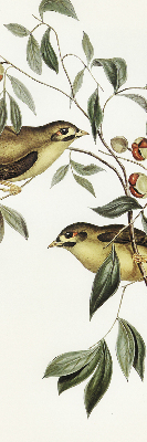 Blackout roller blind Birds on a tree