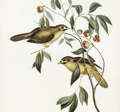 Blackout roller blind Birds on a tree