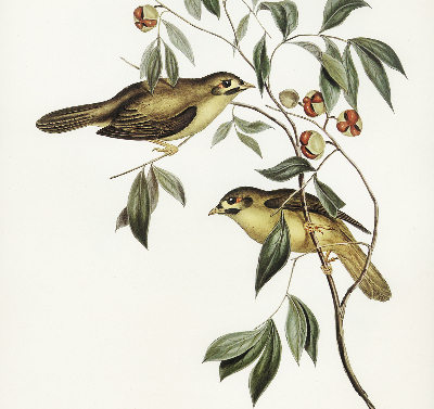 Blackout roller blind Birds on a tree