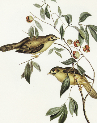 Blackout roller blind Birds on a tree