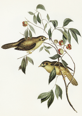 Blackout roller blind Birds on a tree