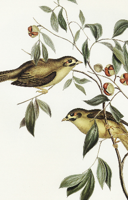 Blackout roller blind Birds on a tree