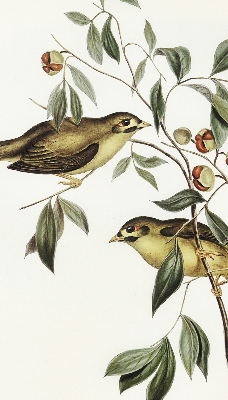 Blackout roller blind Birds on a tree