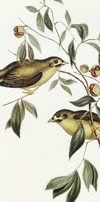 Blackout roller blind Birds on a tree