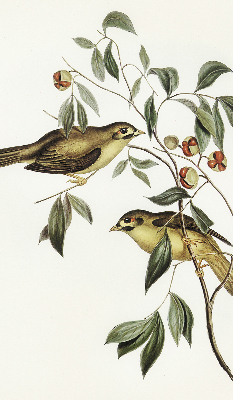 Blackout roller blind Birds on a tree