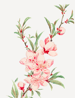 Blackout roller blind for window Pink flower