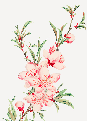 Blackout roller blind for window Pink flower