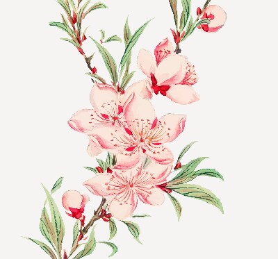 Blackout roller blind for window Pink flower