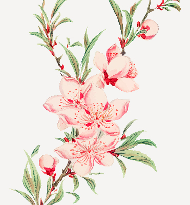 Blackout roller blind for window Pink flower