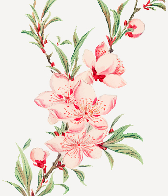 Blackout roller blind for window Pink flower