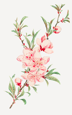 Blackout roller blind for window Pink flower