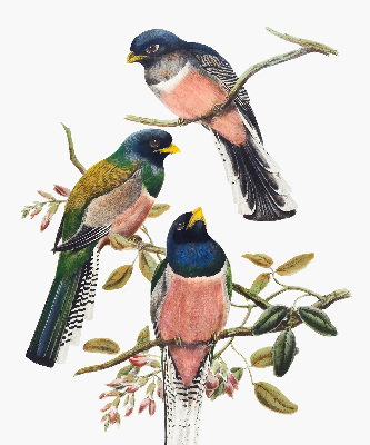 Fabric roller blind for window Birds on the branches
