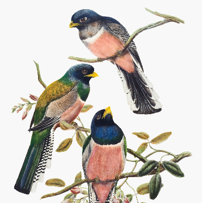 Fabric roller blind for window Birds on the branches