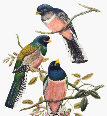 Fabric roller blind for window Birds on the branches