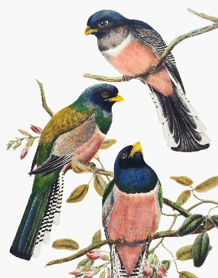 Fabric roller blind for window Birds on the branches
