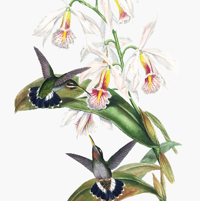 Blackout roller blind Birds on a flower