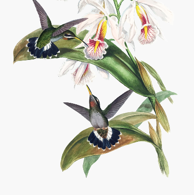 Blackout roller blind Birds on a flower