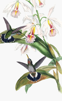 Blackout roller blind Birds on a flower