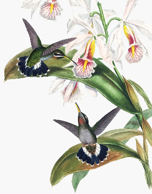 Blackout roller blind Birds on a flower