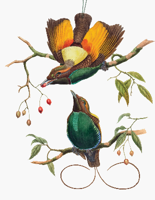 Blackout roller blind for window Birds on a branch