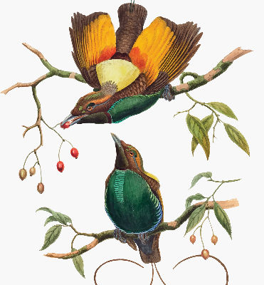 Blackout roller blind for window Birds on a branch