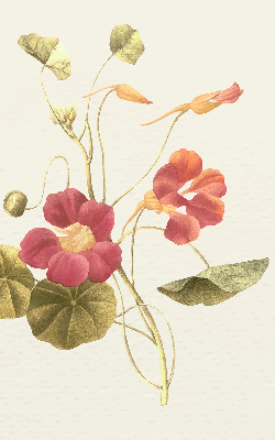 Blackout roller blind for window Flower