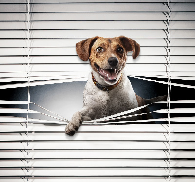 Fabric roller blind for window Dog