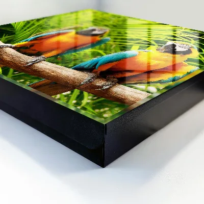Key box for wall Tropical birds