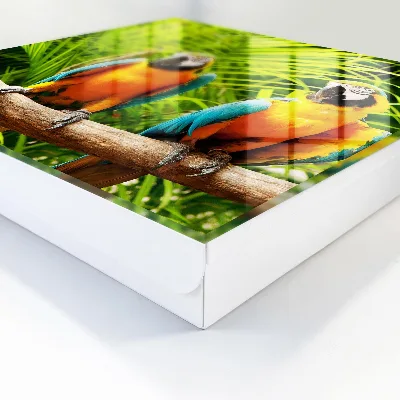 Key box for wall Tropical birds