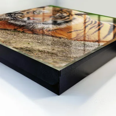 Wall mounted key box Tiger resting