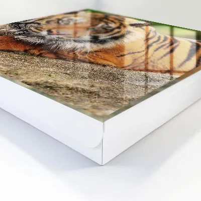 Wall mounted key box Tiger resting