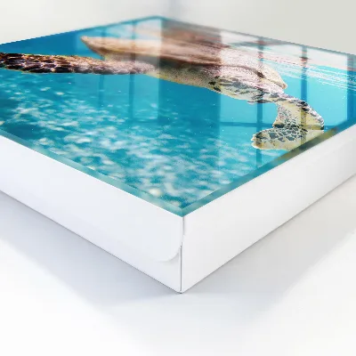 Key box for wall Underwater world