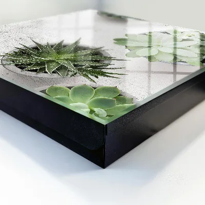 Key cabinet Green succulents