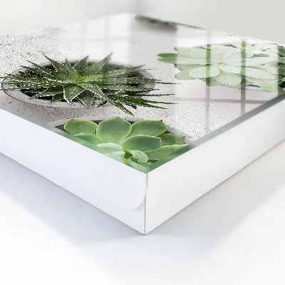 Key cabinet Green succulents