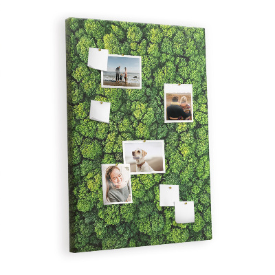Pin board Forest trees nature
