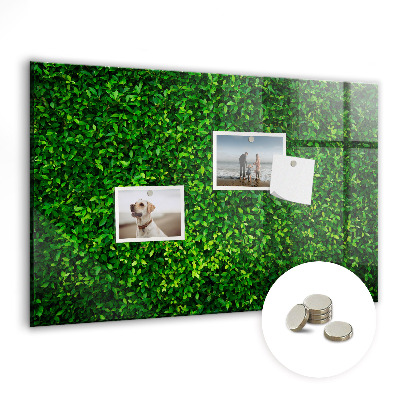 Magnetic notice board for kitchen Leaf hedge