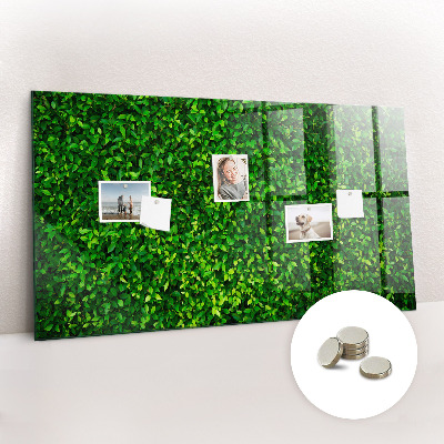 Magnetic notice board for kitchen Leaf hedge