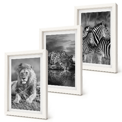 3-piece wall art set Wild animals of the savannah: lion, jaguar, and zebra