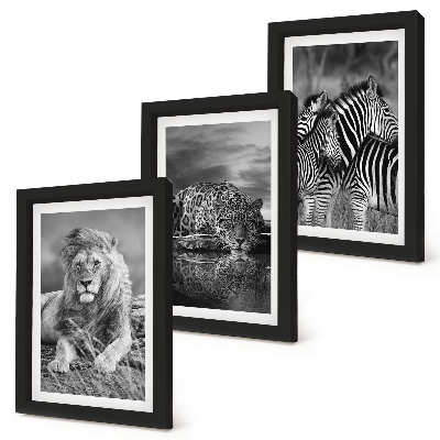 3-piece wall art set Wild animals of the savannah: lion, jaguar, and zebra