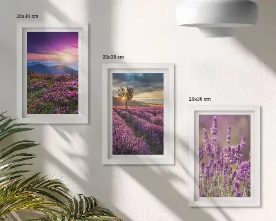 Landscape with lavender fields and sunset framed triptych
