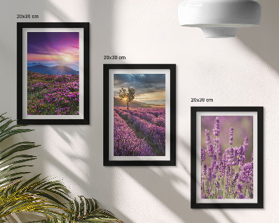 Framed triptych Landscape with lavender fields and sunset
