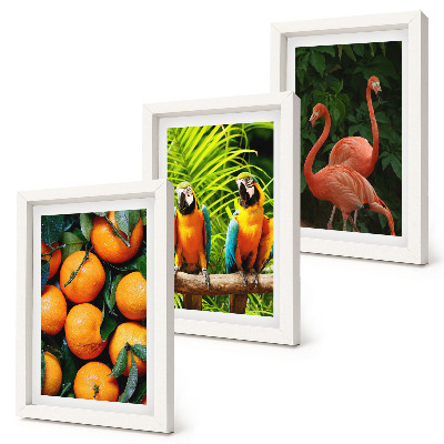 Photo frame wall Fruity accents with parrots and flamingos in the tropics