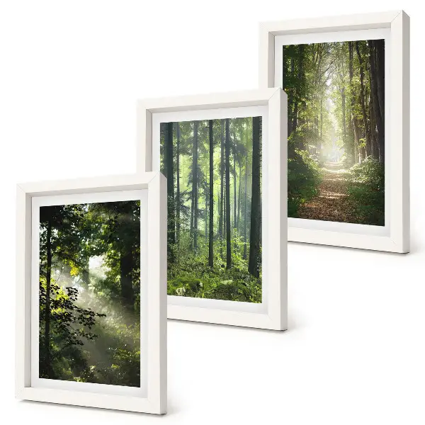 Photo frame wall featuring a forest path among green trees with rays of light