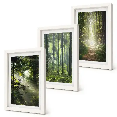 Photo frame wall featuring a forest path among green trees with rays of light