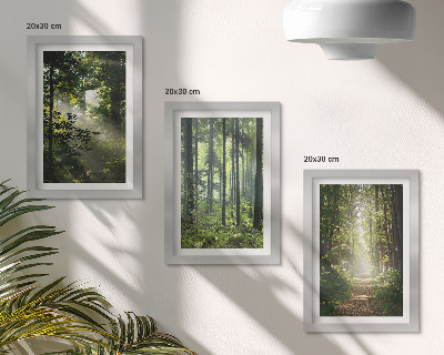 Photo frame wall Green forests with rays of light and a forest path